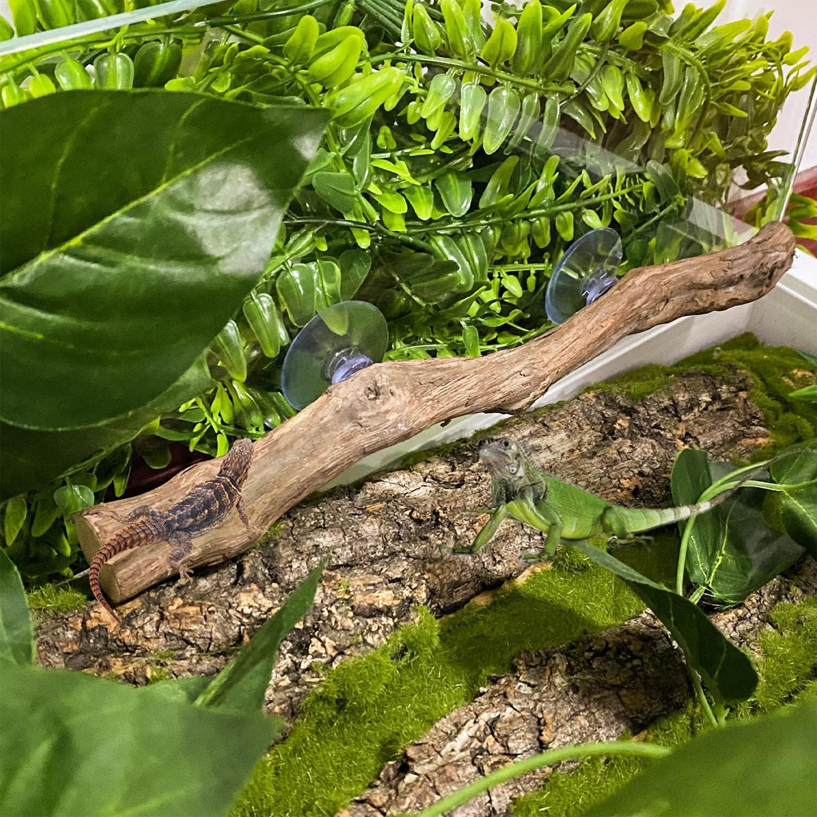 Décoration de terrarium en boi - Home Decor Habitat avis et prix